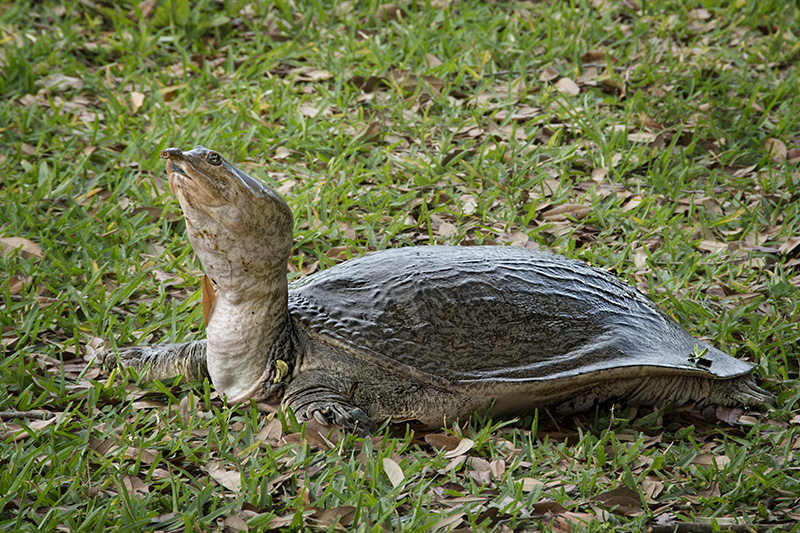 Florida Softshell