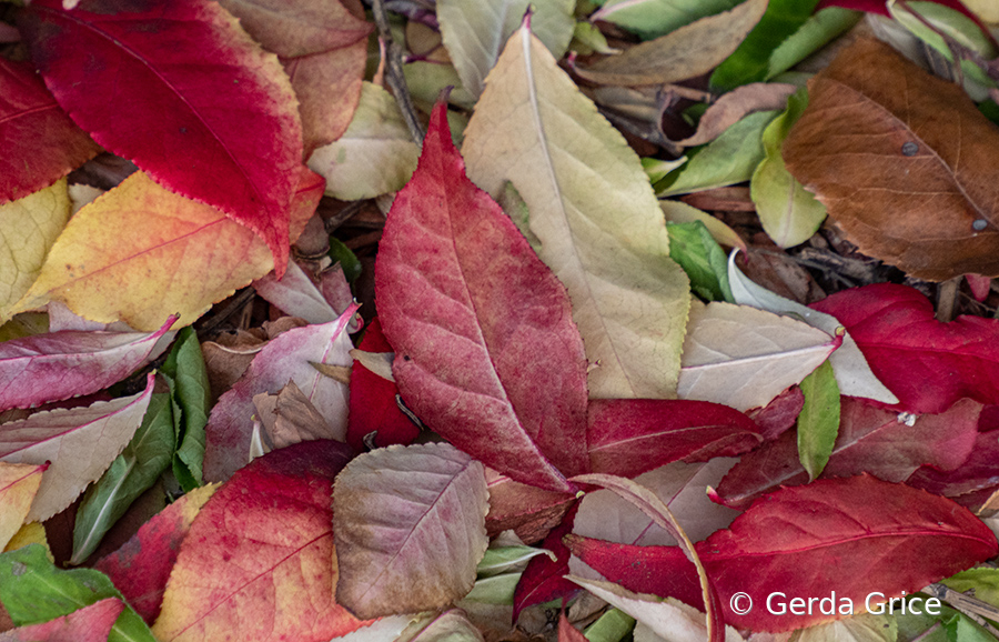 A Carpet of Fallen Leaves