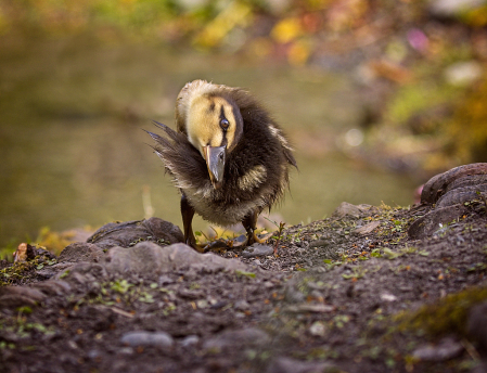 Duckling preening