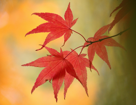 Light red maple leaves with orange background