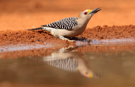 Woodpecker Reflection