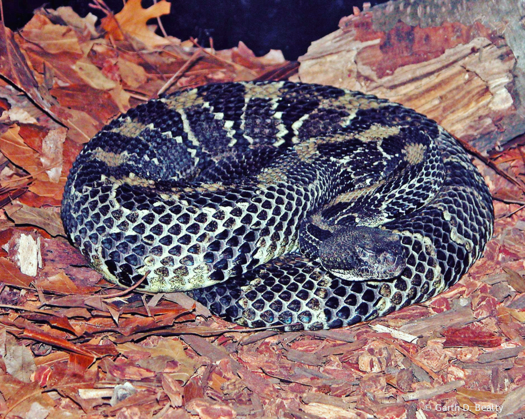 Snake at the Fort Wayne Children's Zoo