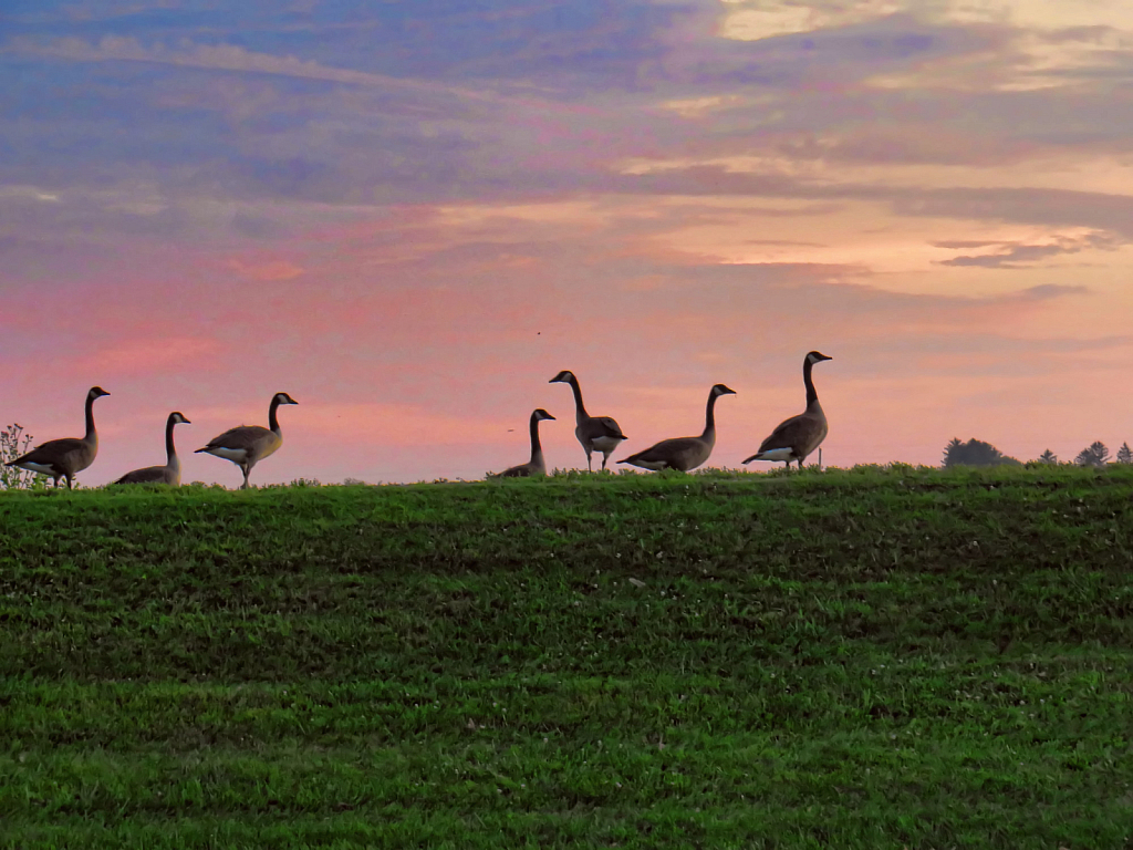 Geese On The Hill At Sunrise