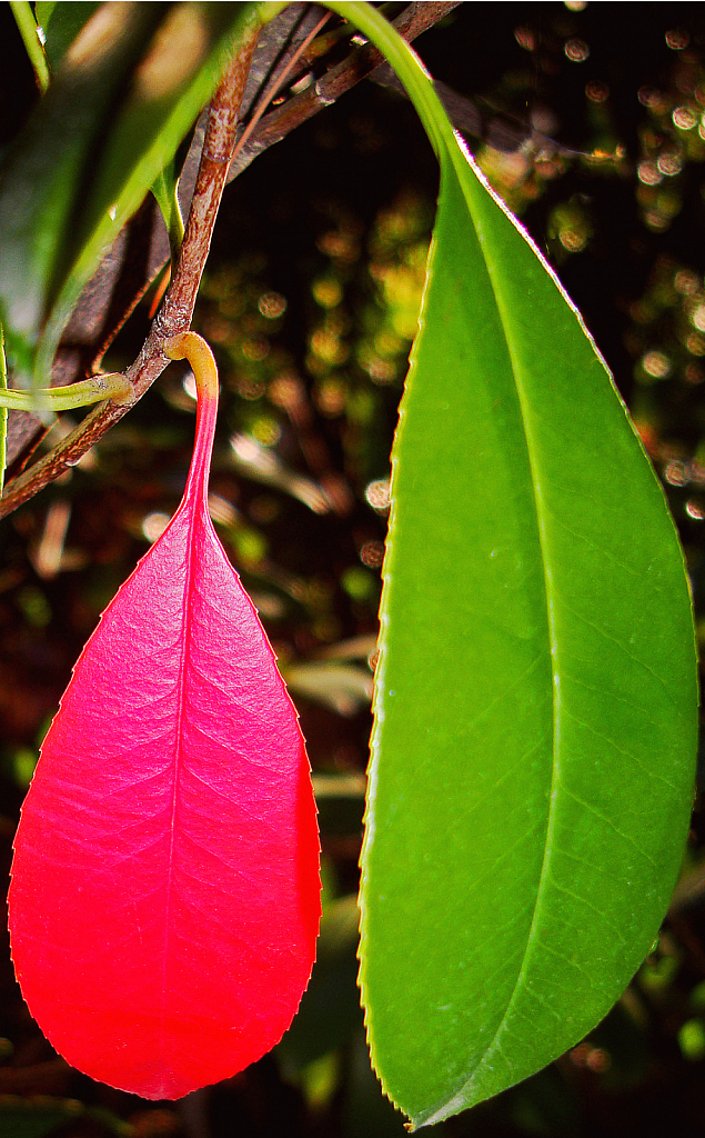 Two Leaves.