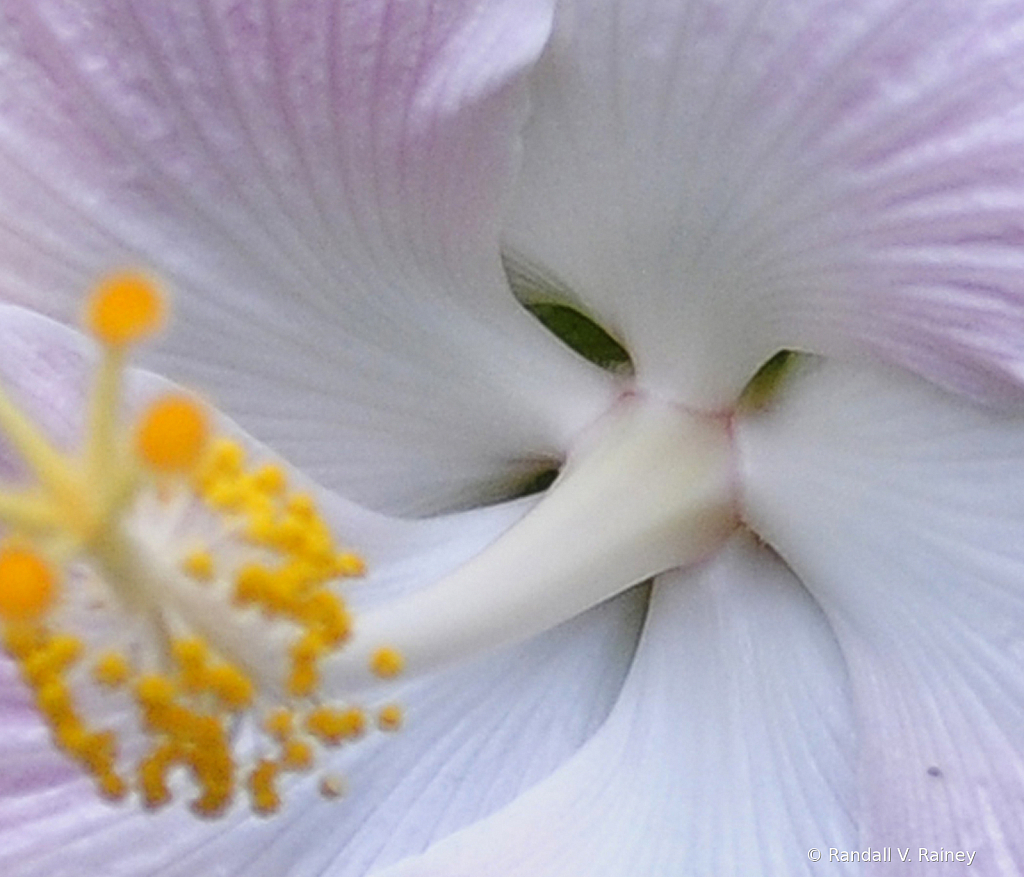 White Orchid...