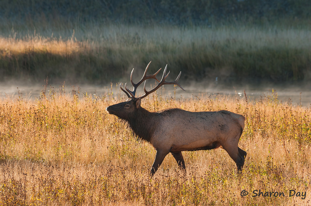 Yellowstone Elk