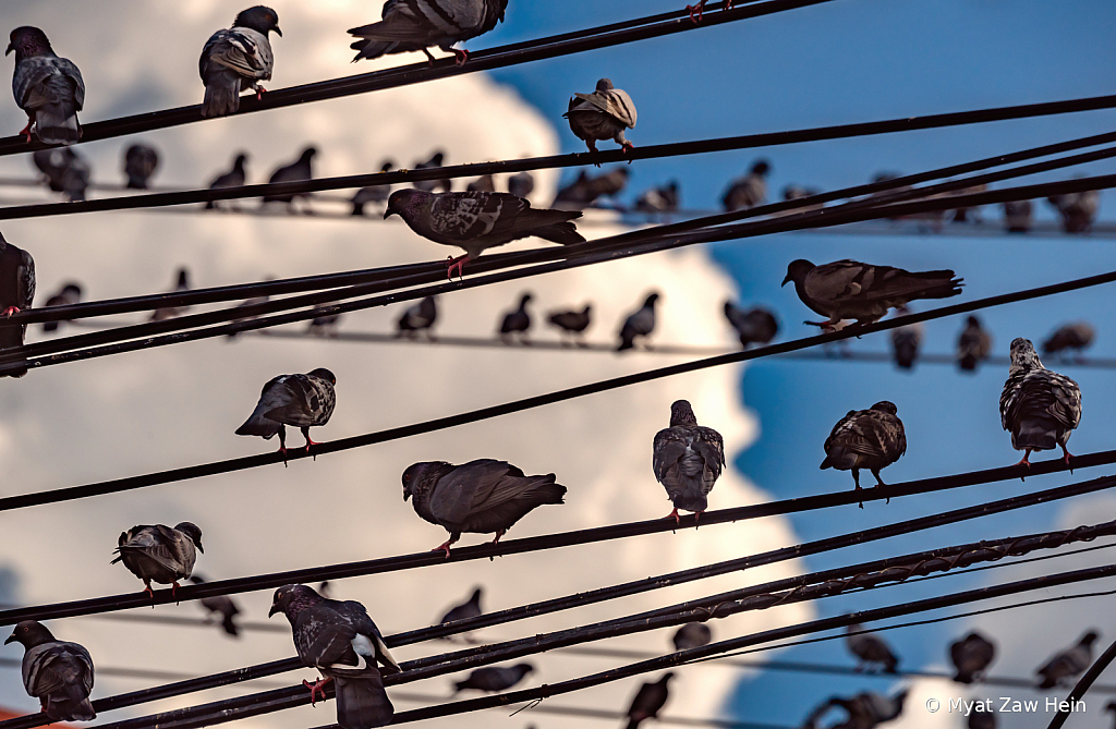Pigeons and Cables