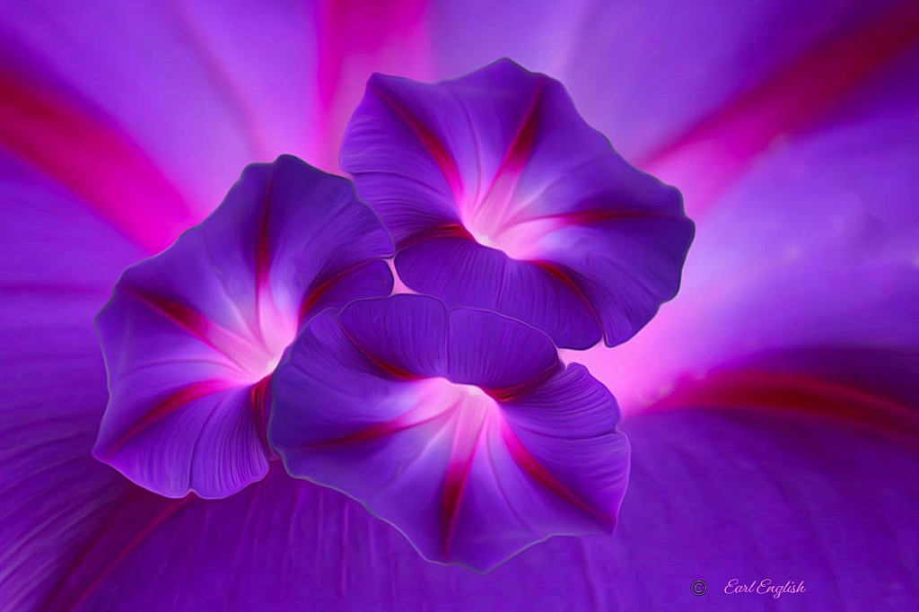 Purple& pink - ID: 15872816 © Earl H. English
