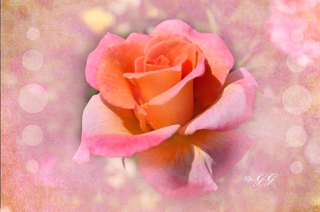 Pink Rose is Picture G.G. Leger