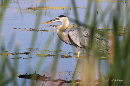 Great Blue Heron 11