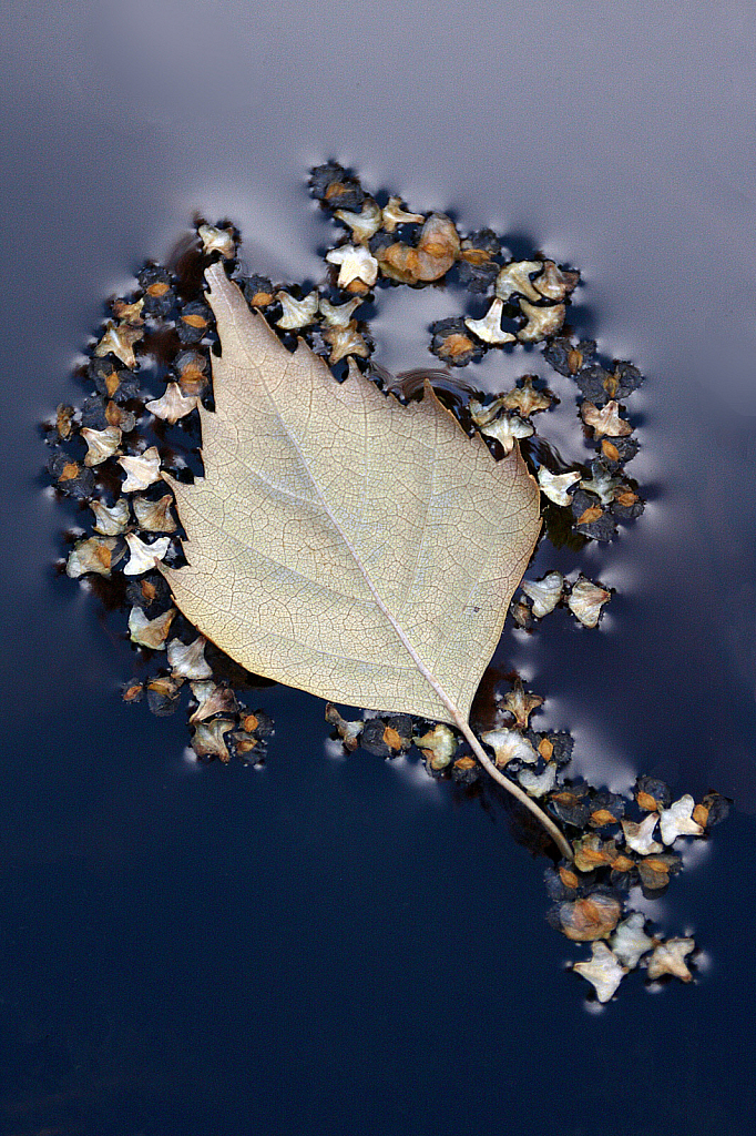 Floating birch leaf and seeds