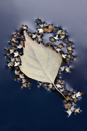 Floating birch leaf and seeds