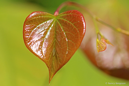  Red Bud Heart