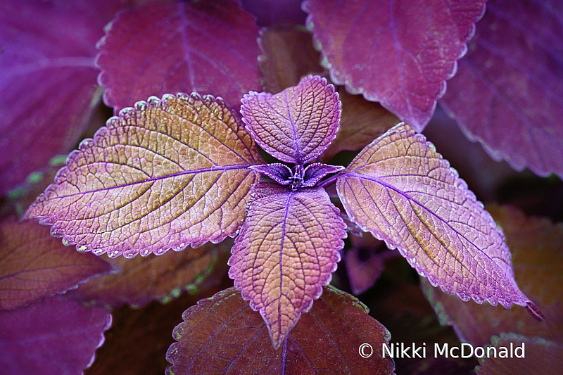 Coleus Quartet, Color