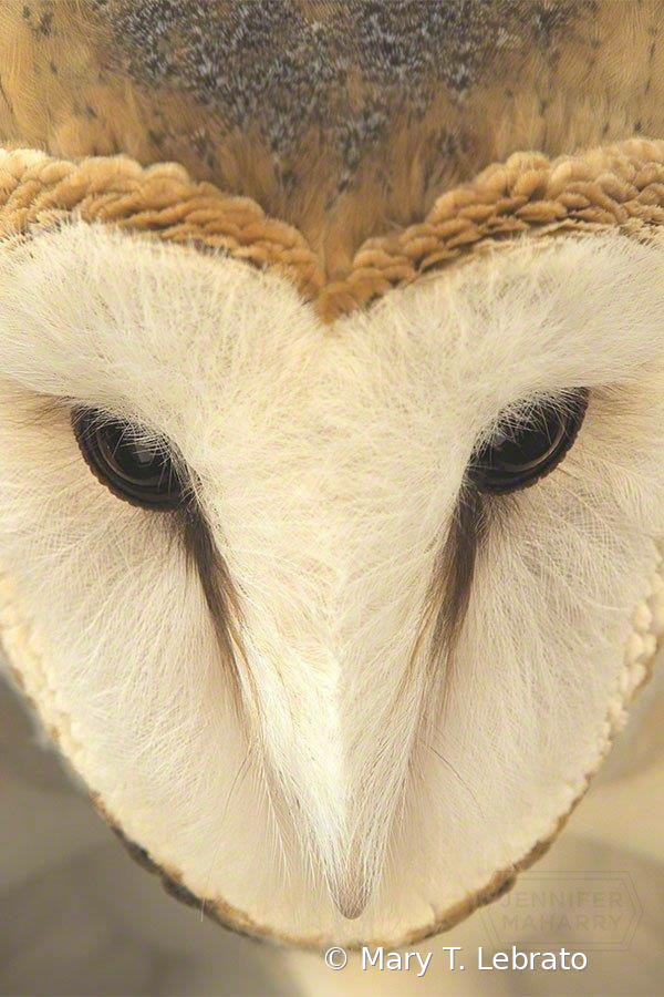 Barn Owl - ID: 15872865 © Mary T. Lebrato