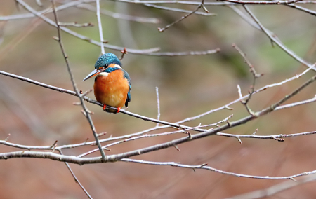 Kingfisher