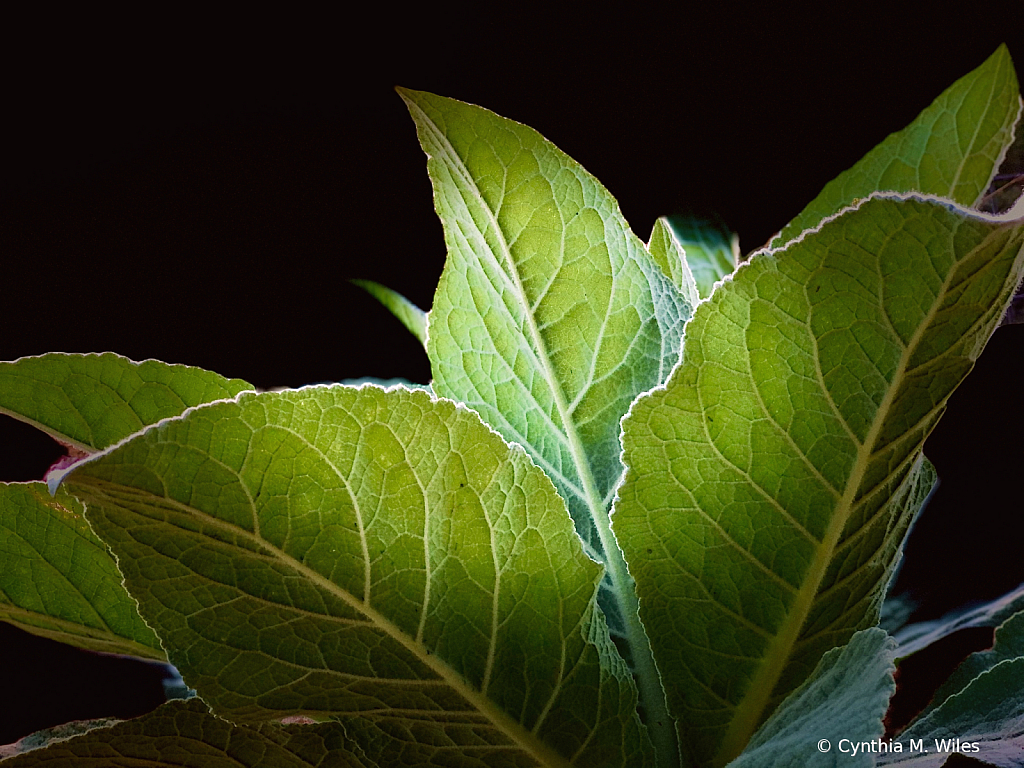 Moonlit Leaves - ID: 15872787 © Cynthia M. Wiles