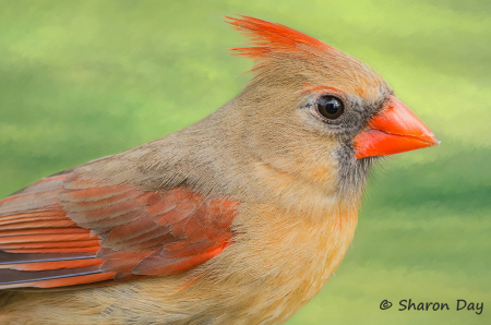 Female Cardinal 