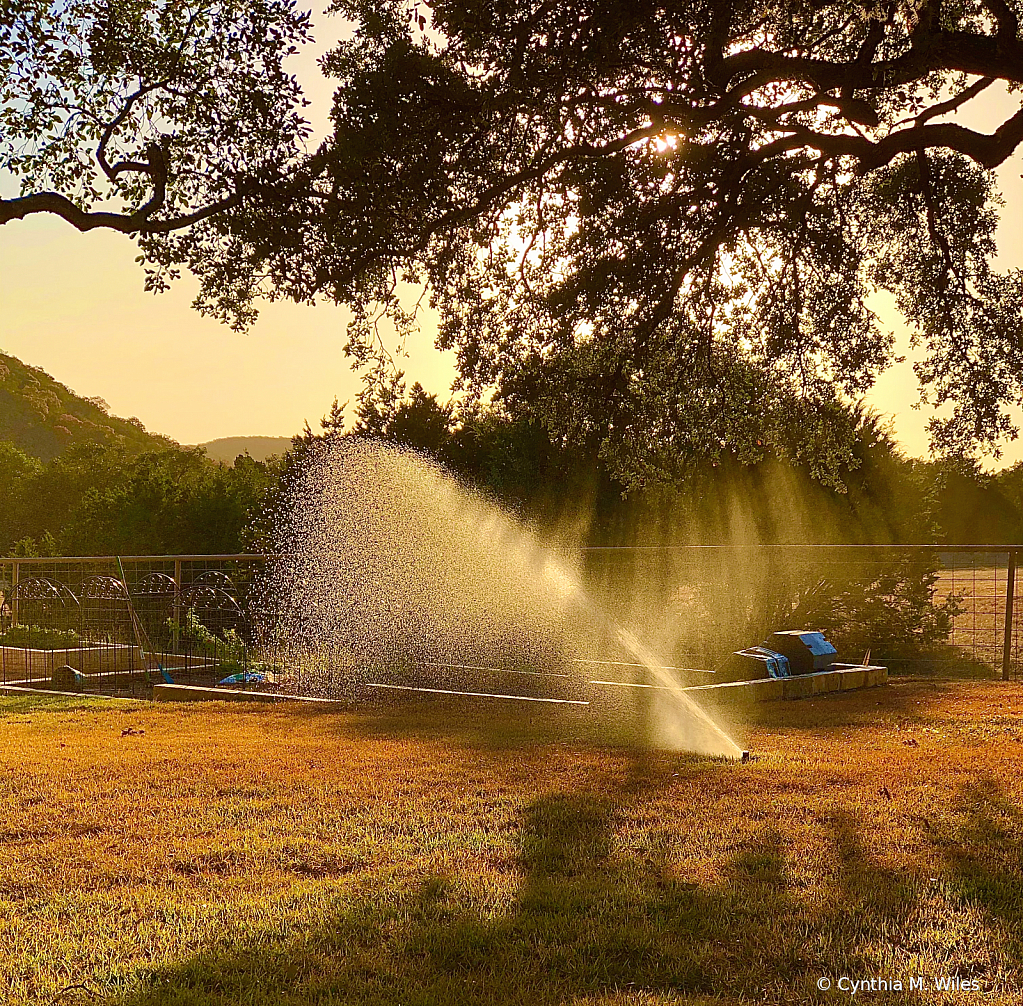 Watering the Garden - ID: 15872791 © Cynthia M. Wiles