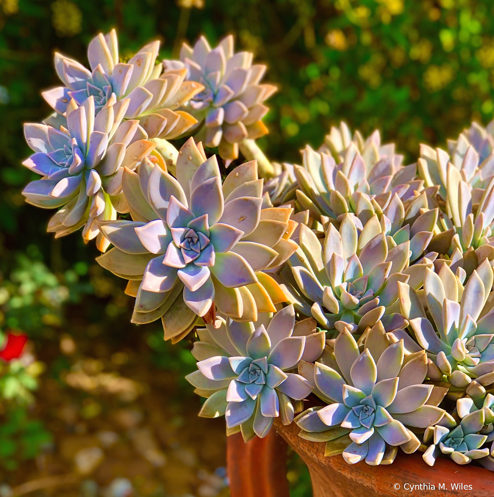 Succulent Leaves - ID: 15872794 © Cynthia M. Wiles
