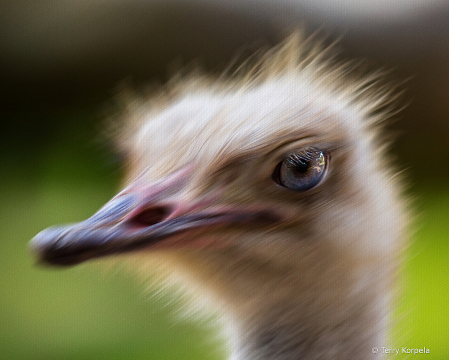 Ostrich Abstract