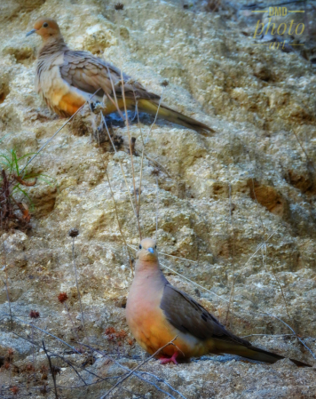 ~ ~ MOURNING DOVES ~ ~ 