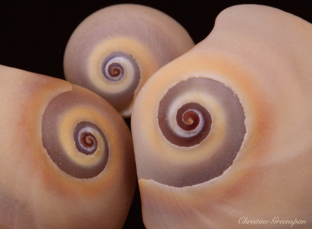 Snails And Spirals