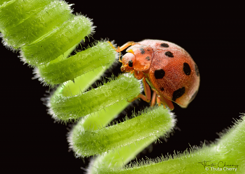 Ladybug