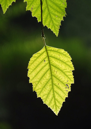 Leafy Lux