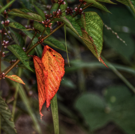Weed Leaves