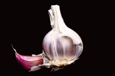 Garlic