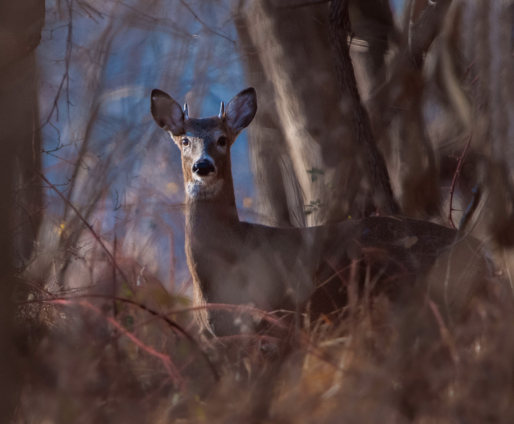 Little Devil in the Woods