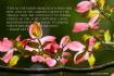 As the Earth in S...