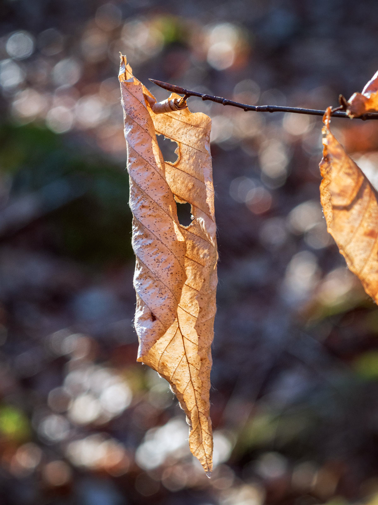 December Leaf 2