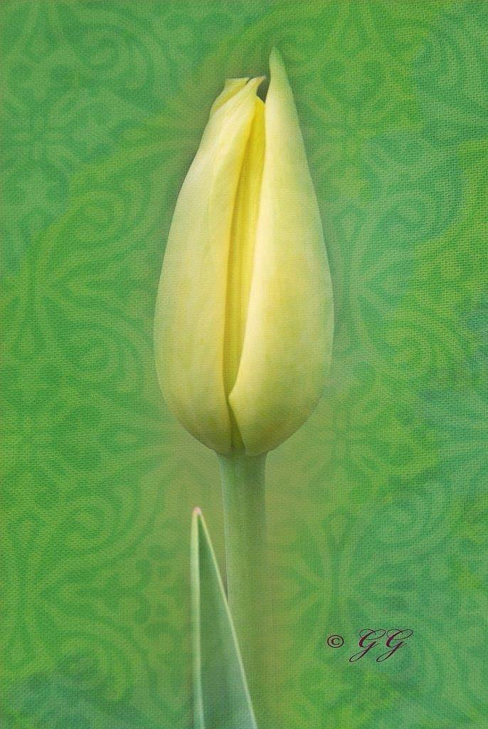 Tulip Yellow is G. G. Leger