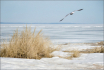 Elements of Winte...