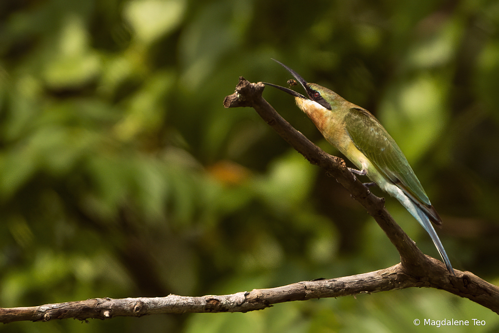 Bee Eater having its meal 