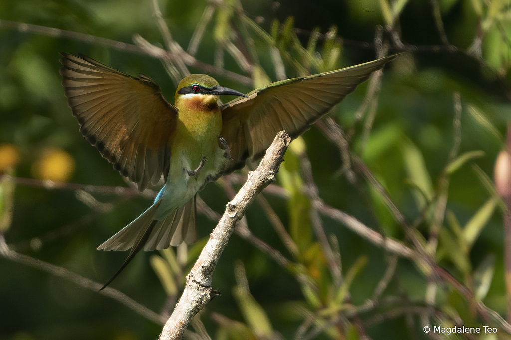 Bee Eater  - ID: 15873924 © Magdalene Teo