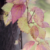 2PinkLaceInNature - ID: 15874026 © Jacquie Palazzolo