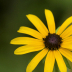 2Rudbeckia - ID: 15874029 © Jacquie Palazzolo