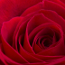 2TheDepthsOfARose - ID: 15874030 © Jacquie Palazzolo