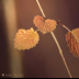 2TheThreeLeft - ID: 15874031 © Jacquie Palazzolo