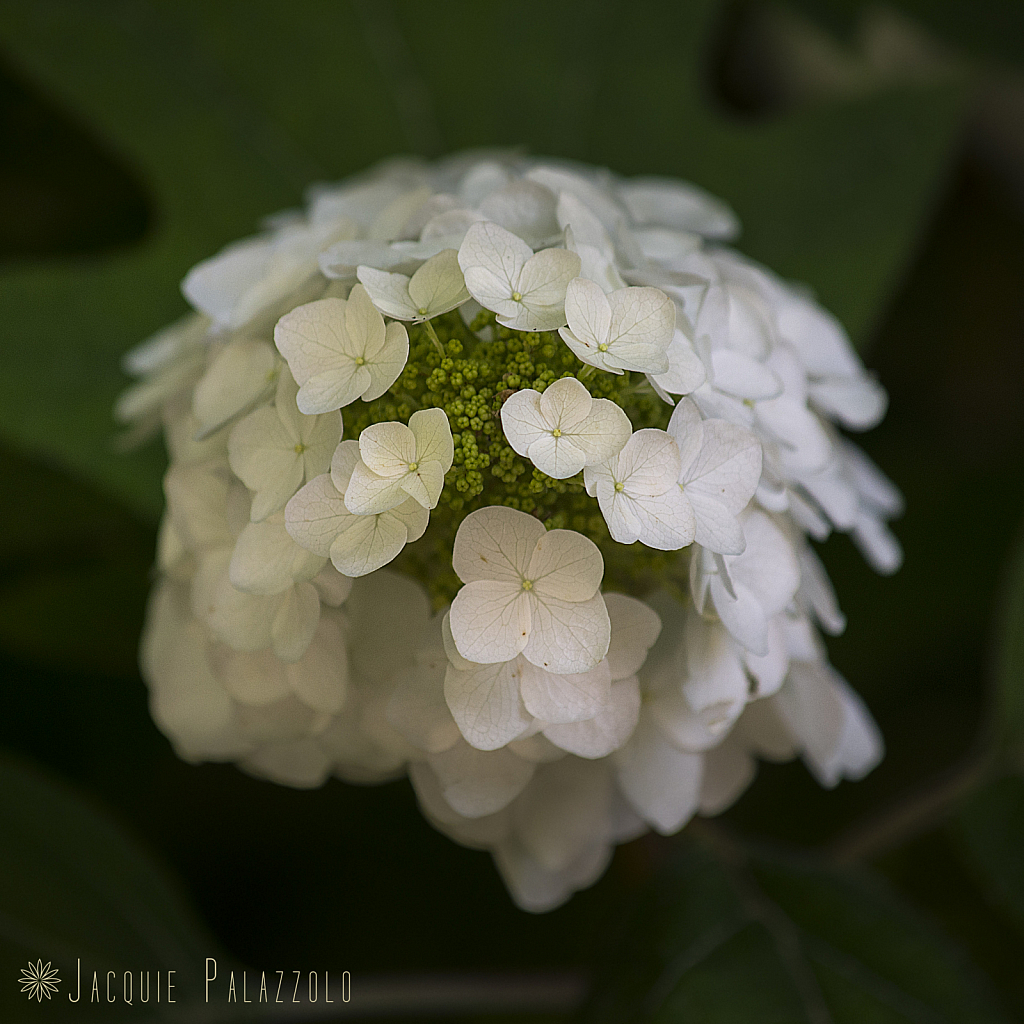 WhiteBlossoms