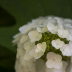 2WhiteBlossoms - ID: 15874034 © Jacquie Palazzolo