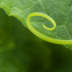 2YellowCurl - ID: 15874035 © Jacquie Palazzolo