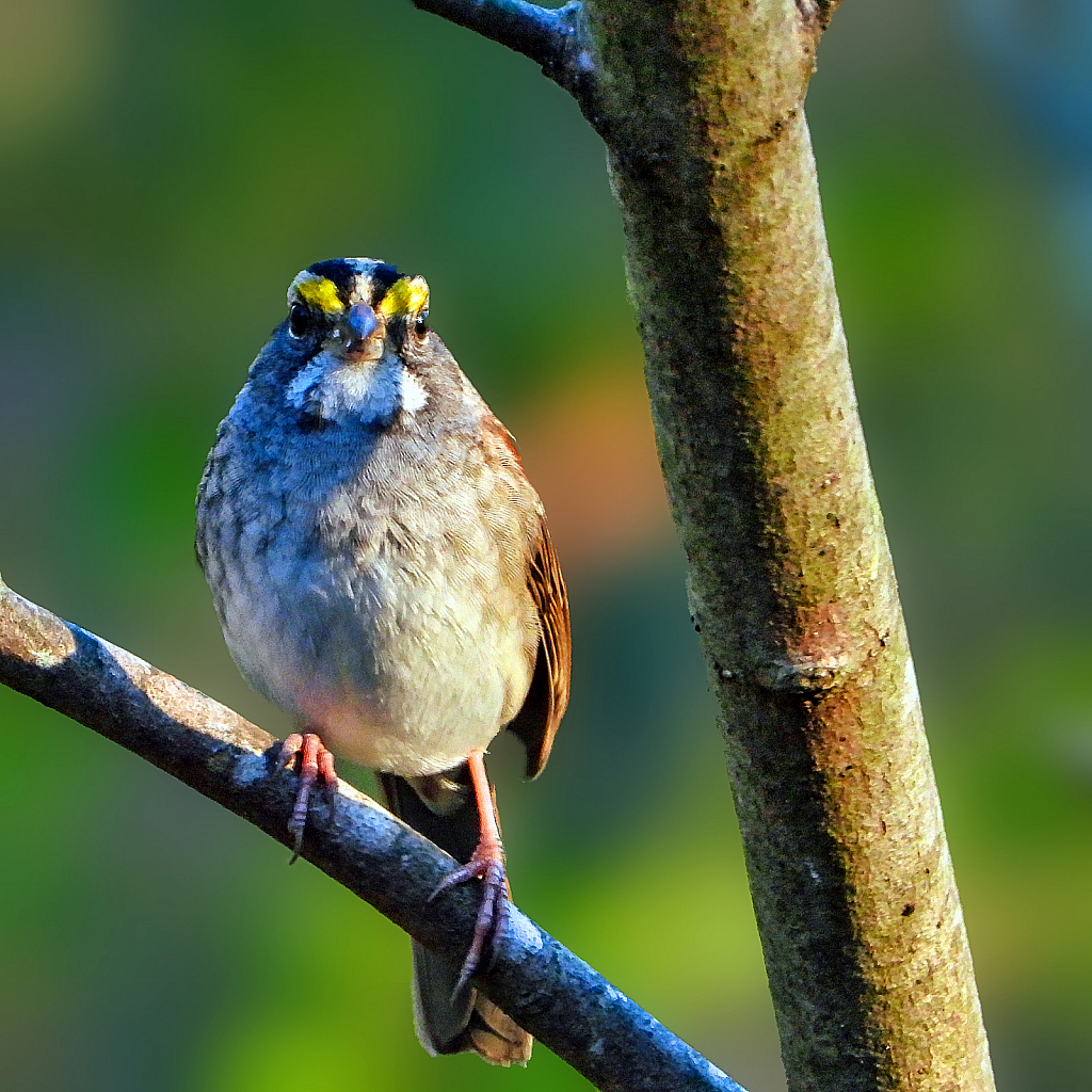 White-throated Sparrow