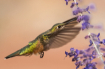 Humming along