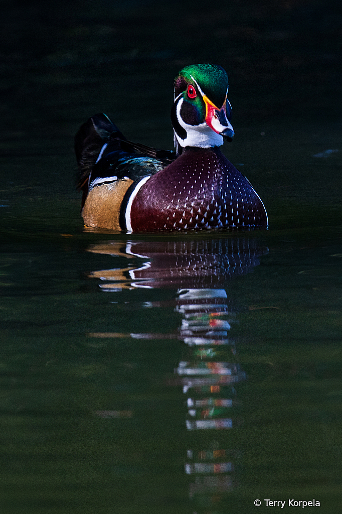 Wood Duck (male) - ID: 15874478 © Terry Korpela