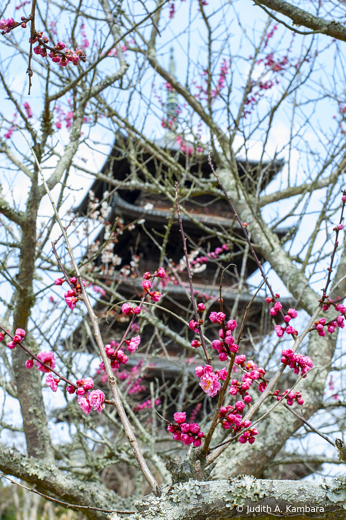 Kokubunji Pagoda 1