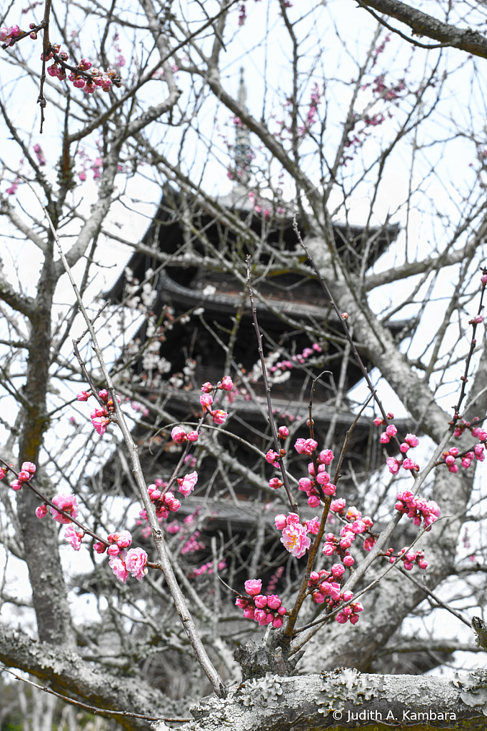 Kokubunji Pagoda 1 (selective desaturation)
